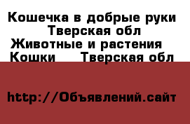 Кошечка в добрые руки - Тверская обл. Животные и растения » Кошки   . Тверская обл.